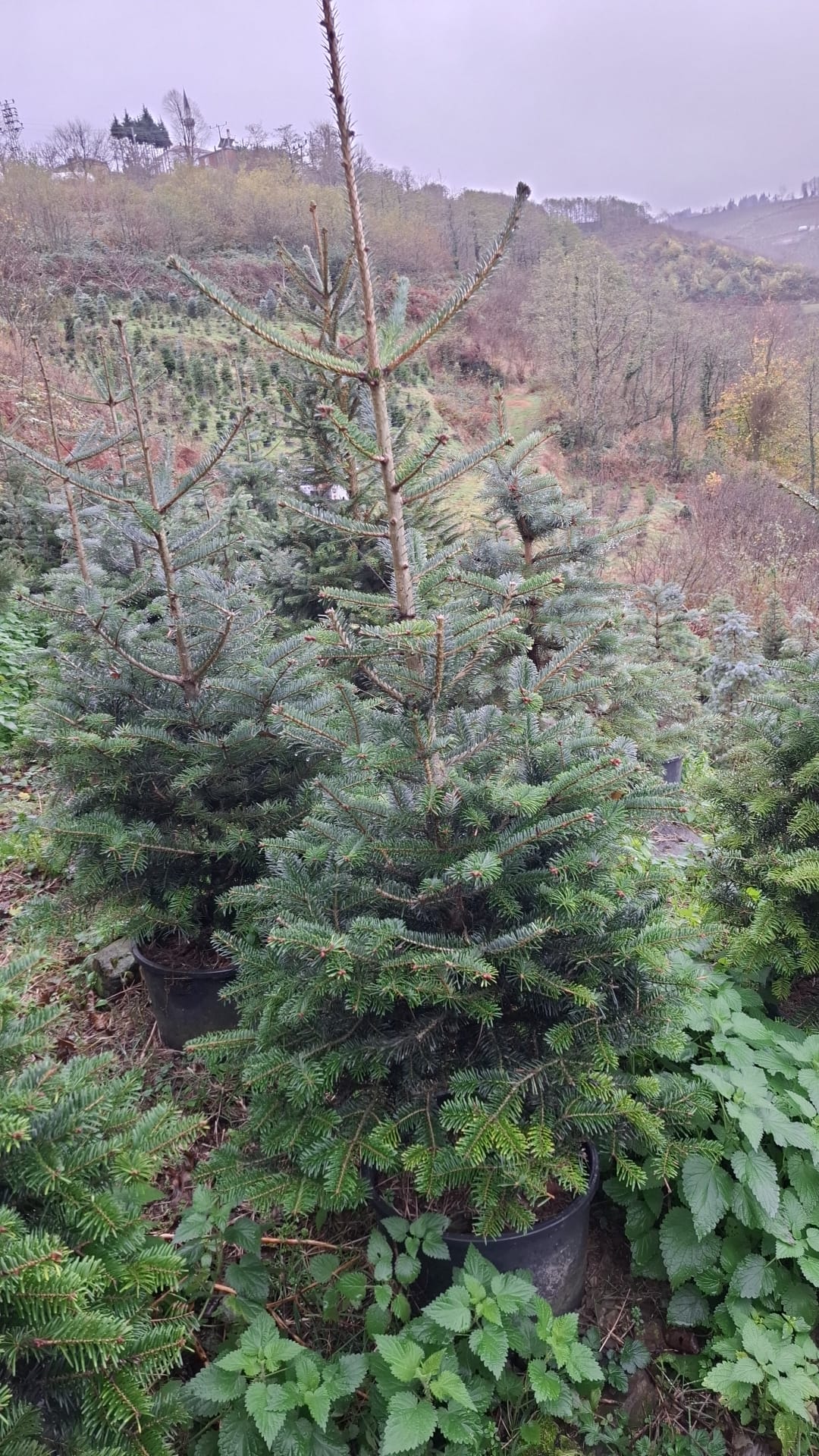 Doğu Karadeniz Göknarı